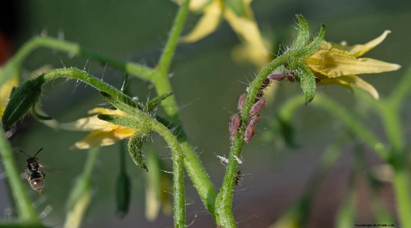 Black Krim-tomaat:gids voor planten, groeien en verzorgen | [Uw merk-/websitenaam] 