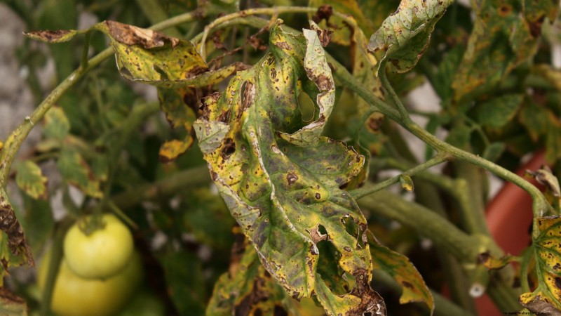 Black Krim-tomaat:gids voor planten, groeien en verzorgen | [Uw merk-/websitenaam] 