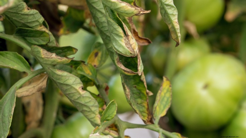 Black Krim-tomaat:gids voor planten, groeien en verzorgen | [Uw merk-/websitenaam] 