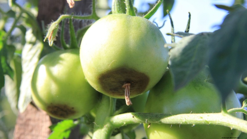 Black Krim-tomaat:gids voor planten, groeien en verzorgen | [Uw merk-/websitenaam] 