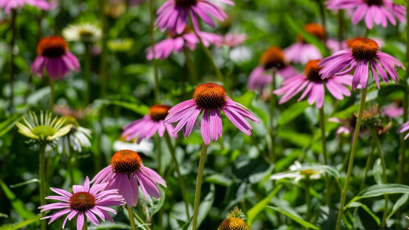 Winterharte Kräuter:25 Sorten für den Erfolg im Wintergarten 