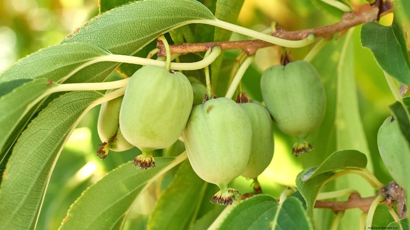 Züchten Sie produktive, winterharte Kiwi-Reben:Pflanzen, Pflege und Ernte 