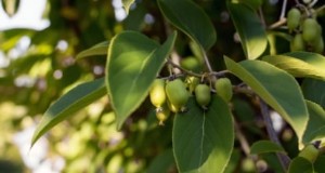 Kweek productieve winterharde kiwi-wijnstokken:planten, verzorgen en oogsten 