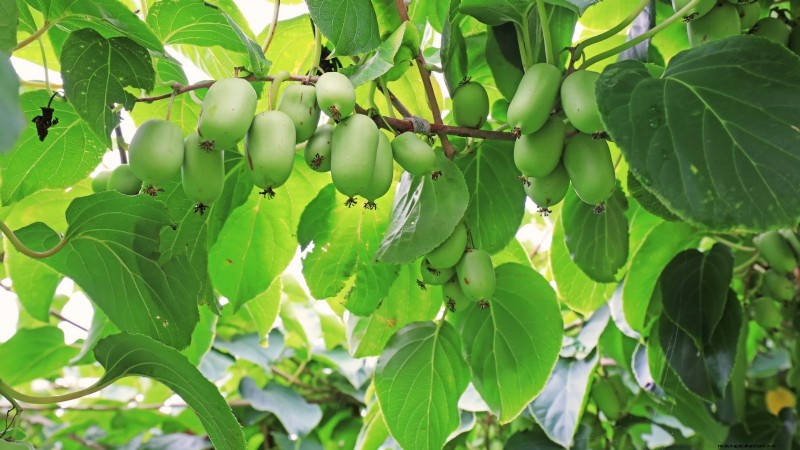 Züchten Sie produktive, winterharte Kiwi-Reben:Pflanzen, Pflege und Ernte 