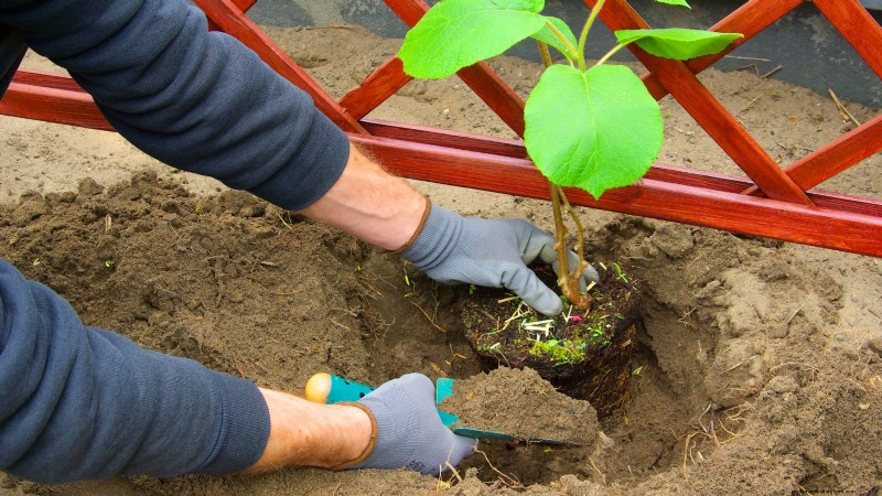 Züchten Sie produktive, winterharte Kiwi-Reben:Pflanzen, Pflege und Ernte 
