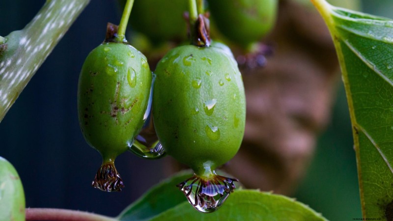 Züchten Sie produktive, winterharte Kiwi-Reben:Pflanzen, Pflege und Ernte 