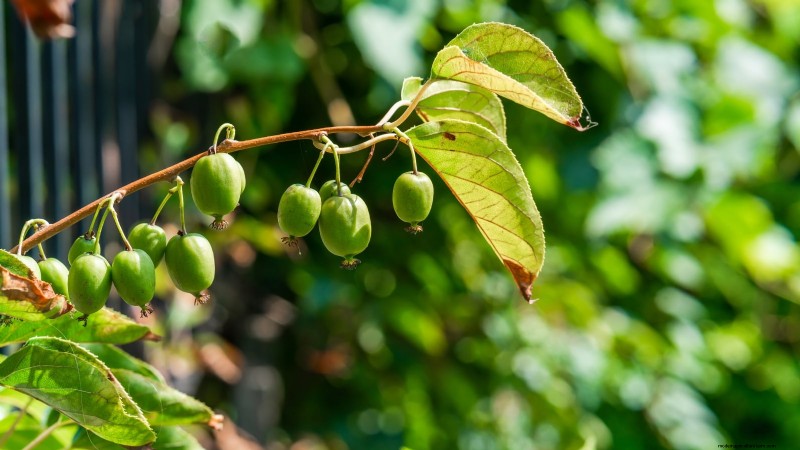 Züchten Sie produktive, winterharte Kiwi-Reben:Pflanzen, Pflege und Ernte 