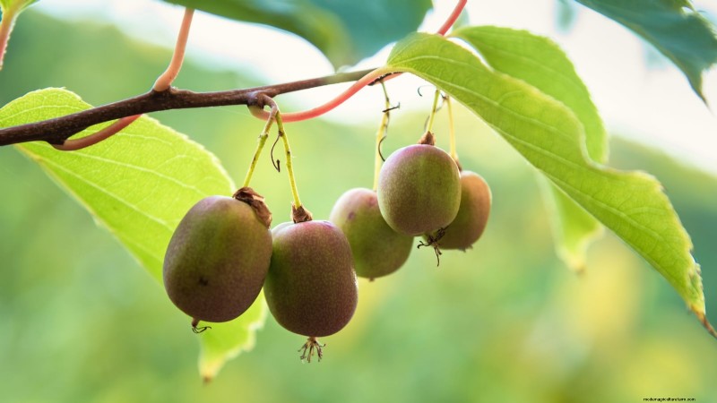 Züchten Sie produktive, winterharte Kiwi-Reben:Pflanzen, Pflege und Ernte 