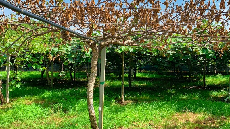 Züchten Sie produktive, winterharte Kiwi-Reben:Pflanzen, Pflege und Ernte 