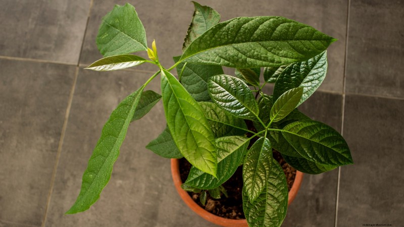 Die 5 besten Avocado-Sorten für den Hausgarten:Ein vollständiger Leitfaden 