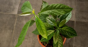Top 5 avocadovariëteiten voor thuistuinen:een complete gids 