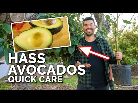 Die 5 besten Avocado-Sorten für den Hausgarten:Ein vollständiger Leitfaden 