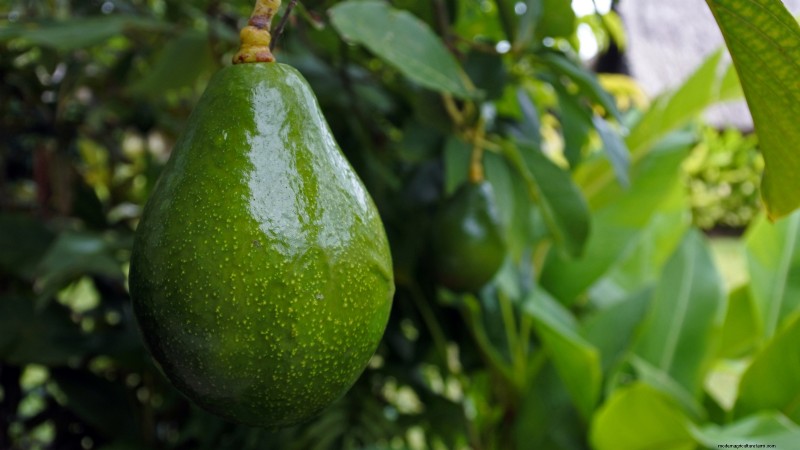 Die 5 besten Avocado-Sorten für den Hausgarten:Ein vollständiger Leitfaden 