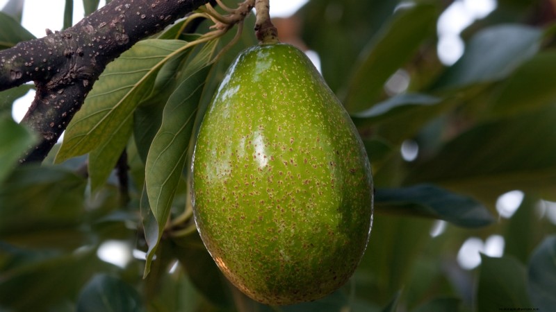 Die 5 besten Avocado-Sorten für den Hausgarten:Ein vollständiger Leitfaden 
