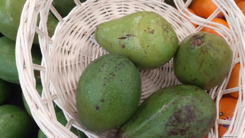 Die 5 besten Avocado-Sorten für den Hausgarten:Ein vollständiger Leitfaden 