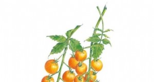 Ontgrendel uitzonderlijke tomatensmaak:13 deskundige kweektips 