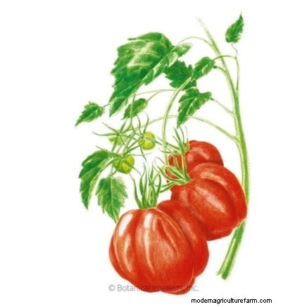 Schalten Sie außergewöhnlichen Tomatengeschmack frei:13 Experten-Anbautipps 