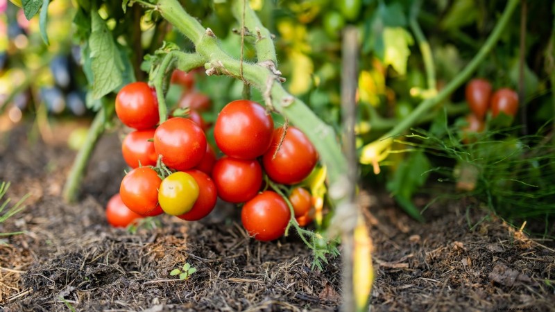 Schalten Sie außergewöhnlichen Tomatengeschmack frei:13 Experten-Anbautipps 