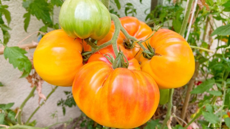 Schalten Sie außergewöhnlichen Tomatengeschmack frei:13 Experten-Anbautipps 