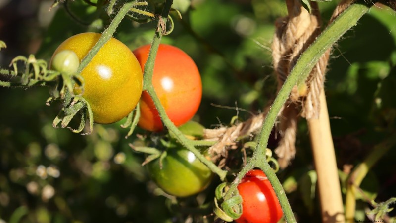 Schalten Sie außergewöhnlichen Tomatengeschmack frei:13 Experten-Anbautipps 