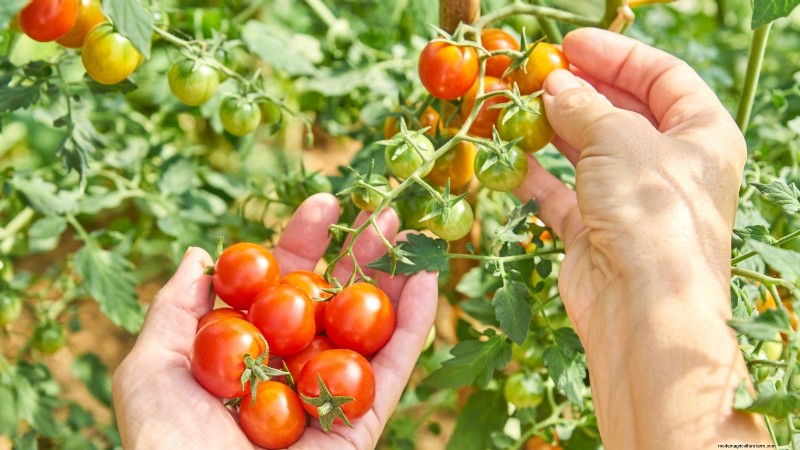 Schalten Sie außergewöhnlichen Tomatengeschmack frei:13 Experten-Anbautipps 