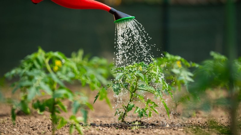 Schalten Sie außergewöhnlichen Tomatengeschmack frei:13 Experten-Anbautipps 