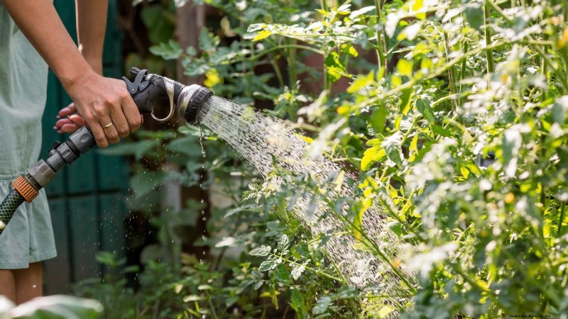 Schalten Sie außergewöhnlichen Tomatengeschmack frei:13 Experten-Anbautipps 