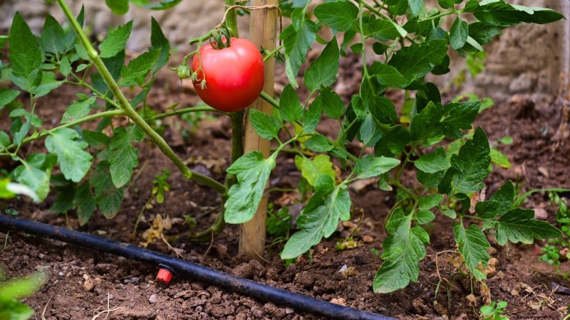 Schalten Sie außergewöhnlichen Tomatengeschmack frei:13 Experten-Anbautipps 
