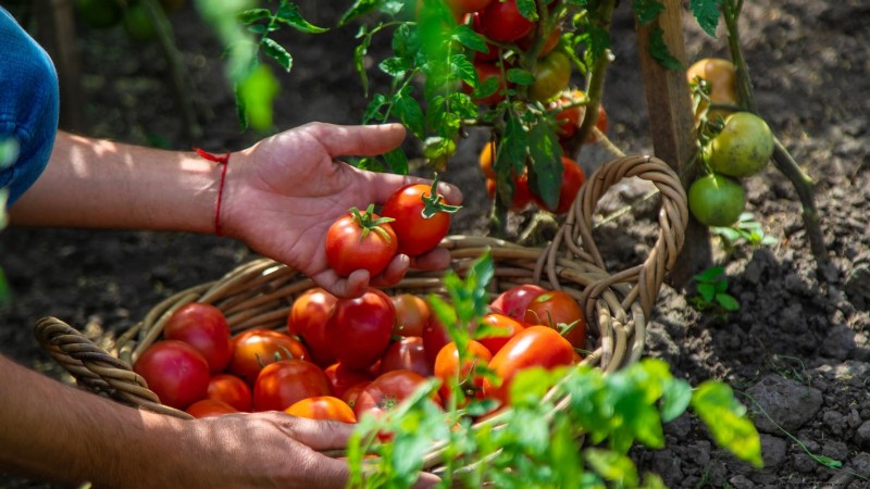 Schalten Sie außergewöhnlichen Tomatengeschmack frei:13 Experten-Anbautipps 
