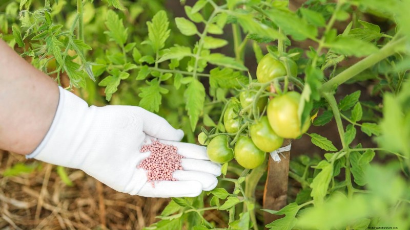 Schalten Sie außergewöhnlichen Tomatengeschmack frei:13 Experten-Anbautipps 