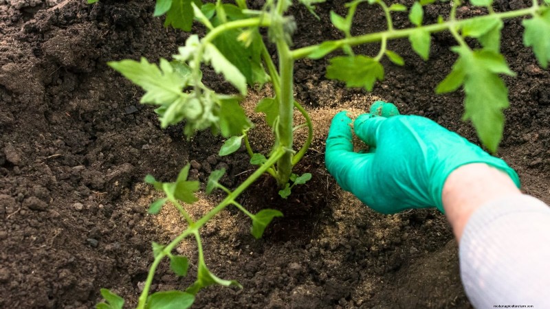 Schalten Sie außergewöhnlichen Tomatengeschmack frei:13 Experten-Anbautipps 