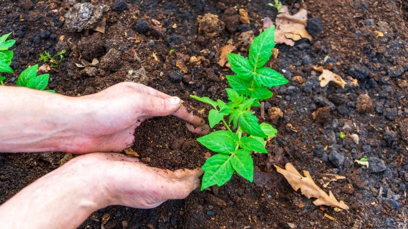 Schalten Sie außergewöhnlichen Tomatengeschmack frei:13 Experten-Anbautipps 