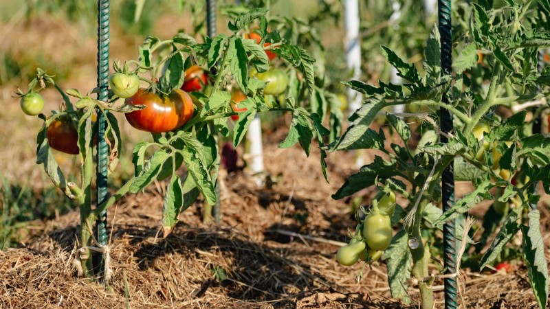Schalten Sie außergewöhnlichen Tomatengeschmack frei:13 Experten-Anbautipps 