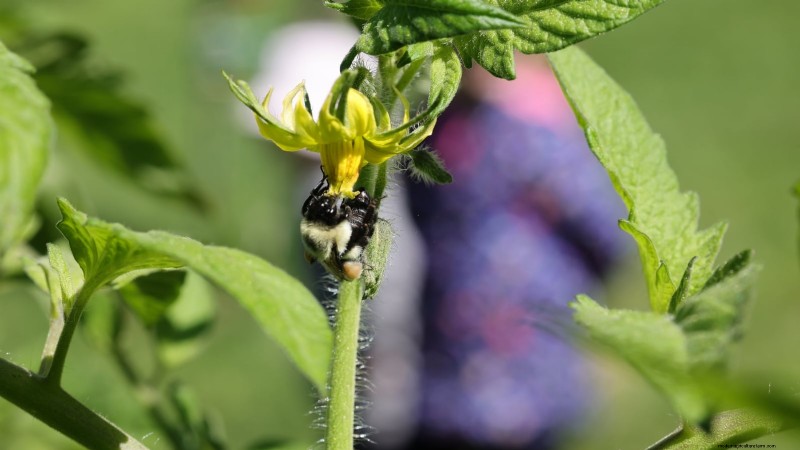 Schalten Sie außergewöhnlichen Tomatengeschmack frei:13 Experten-Anbautipps 