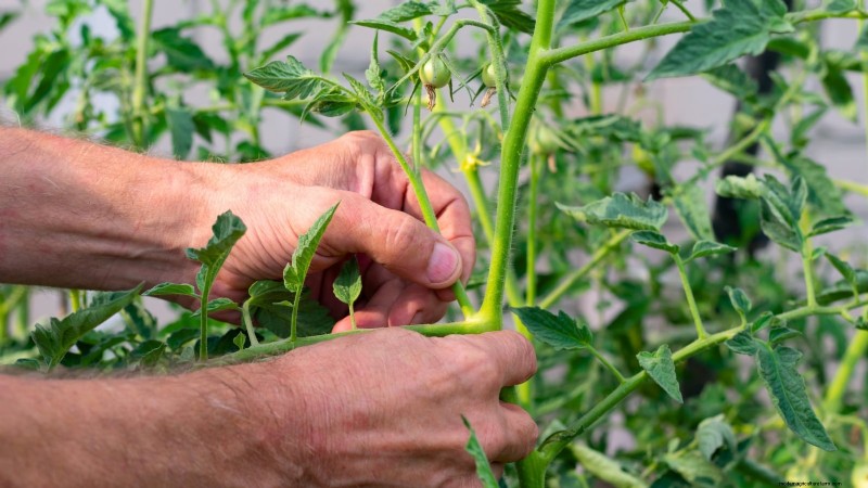 Schalten Sie außergewöhnlichen Tomatengeschmack frei:13 Experten-Anbautipps 