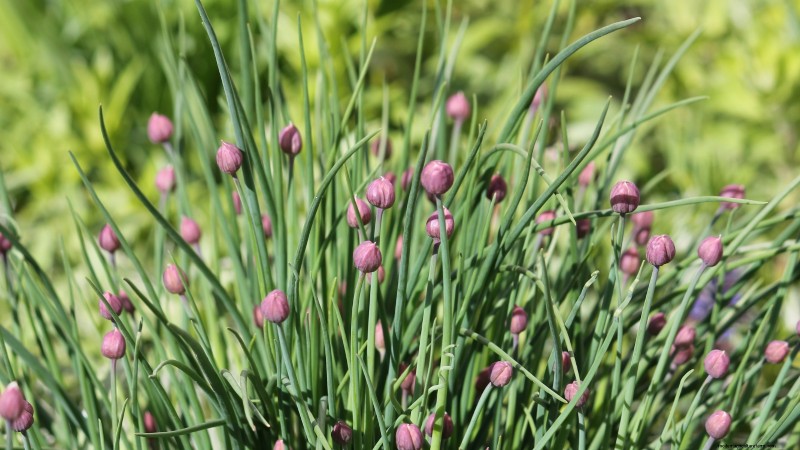 Die 21 besten mehrjährigen Kräuter für einen nachhaltigen essbaren Garten 