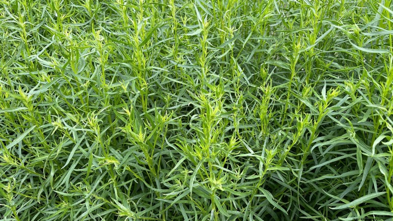Die 21 besten mehrjährigen Kräuter für einen nachhaltigen essbaren Garten 