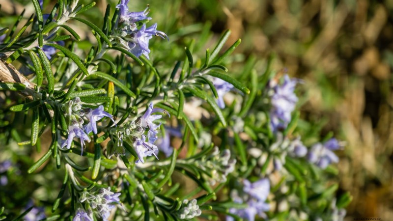 Die 21 besten mehrjährigen Kräuter für einen nachhaltigen essbaren Garten 