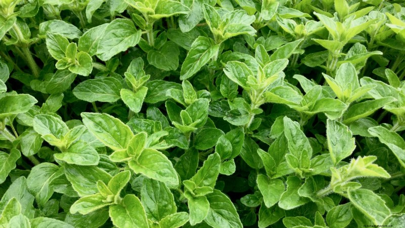 Die 21 besten mehrjährigen Kräuter für einen nachhaltigen essbaren Garten 