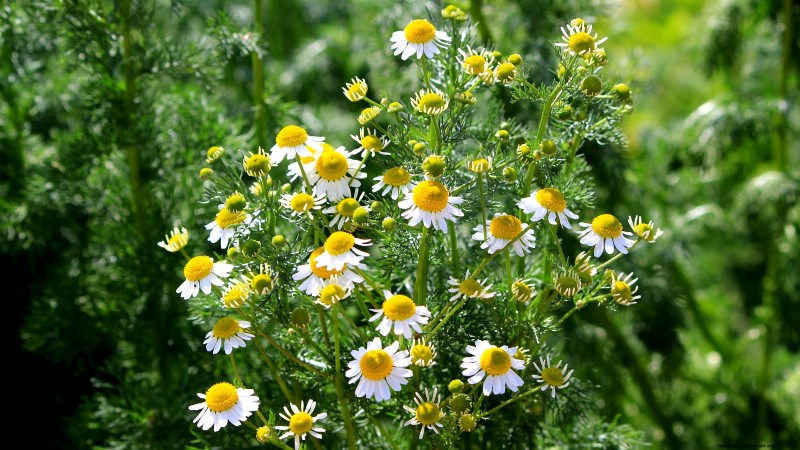 Die 21 besten mehrjährigen Kräuter für einen nachhaltigen essbaren Garten 