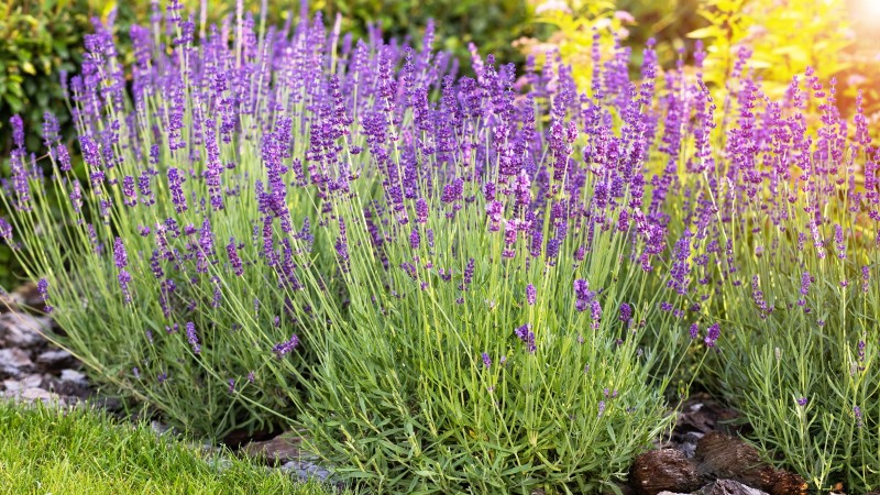 Die 21 besten mehrjährigen Kräuter für einen nachhaltigen essbaren Garten 