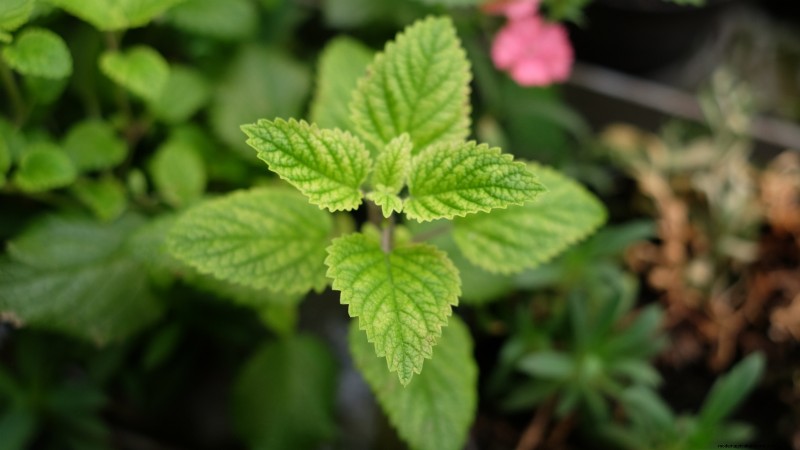 Die 21 besten mehrjährigen Kräuter für einen nachhaltigen essbaren Garten 