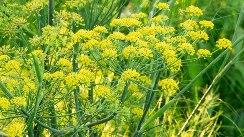 Die 21 besten mehrjährigen Kräuter für einen nachhaltigen essbaren Garten 