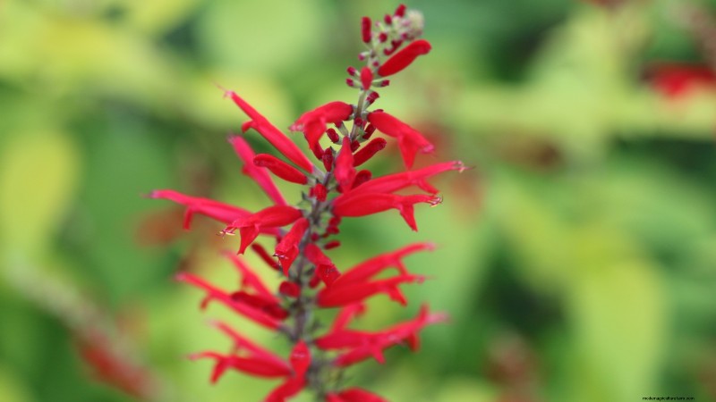Die 21 besten mehrjährigen Kräuter für einen nachhaltigen essbaren Garten 