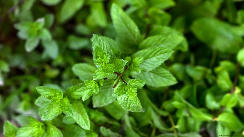 Die 21 besten mehrjährigen Kräuter für einen nachhaltigen essbaren Garten 