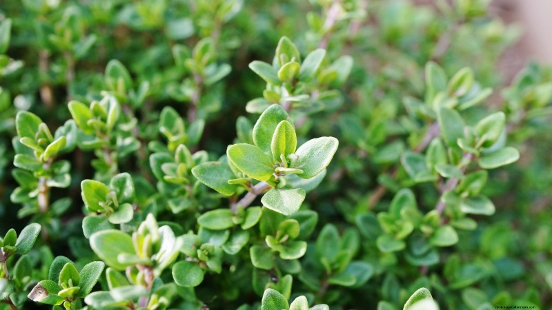Die 21 besten mehrjährigen Kräuter für einen nachhaltigen essbaren Garten 