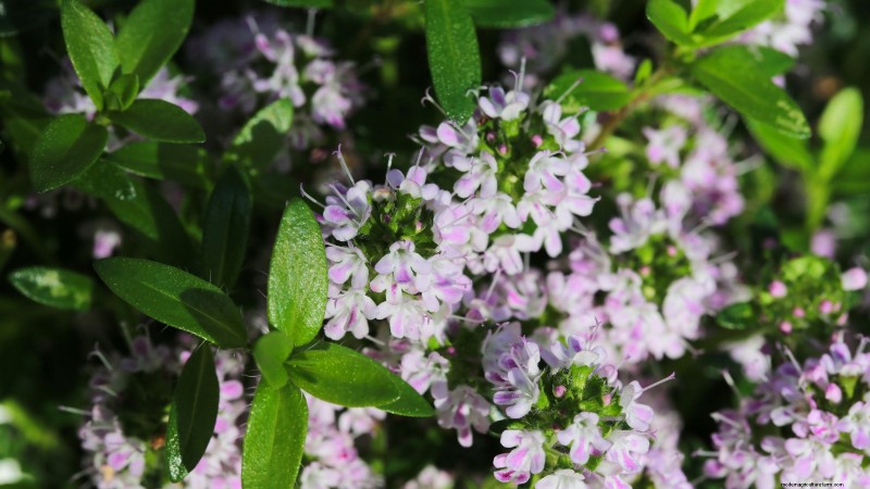 Die 21 besten mehrjährigen Kräuter für einen nachhaltigen essbaren Garten 