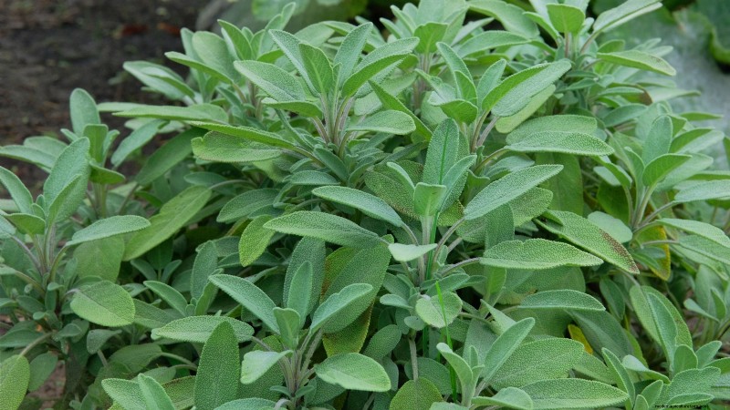 Die 21 besten mehrjährigen Kräuter für einen nachhaltigen essbaren Garten 