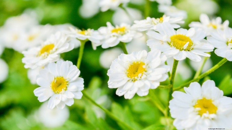 Die 21 besten mehrjährigen Kräuter für einen nachhaltigen essbaren Garten 