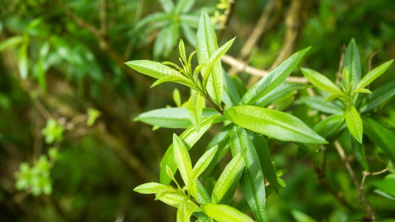 Die 21 besten mehrjährigen Kräuter für einen nachhaltigen essbaren Garten 